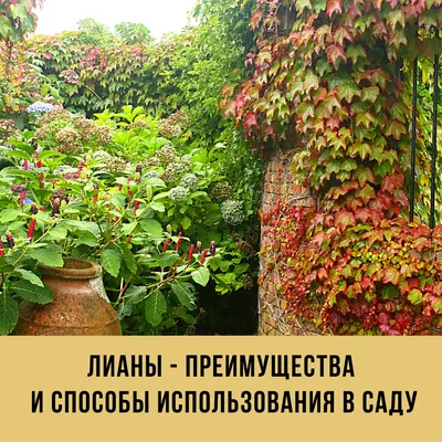 Лианы для сада - Бобёр.ру