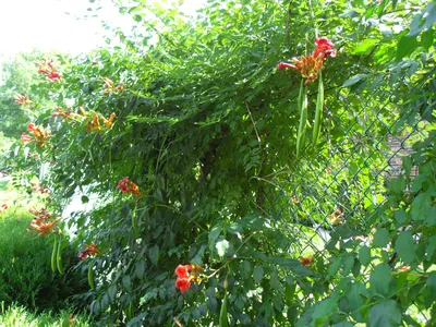 Лианы или вьющиеся растения для ландшафтного дизайна