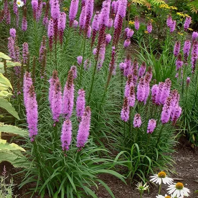 пурпурный цветок лиатрис Спиката в саду. декоративный цветок для  ландшафтного дизайна и садоводства. растение. цвет Стоковое Изображение -  изображение насчитывающей промахов, кровопролитное: 255688229