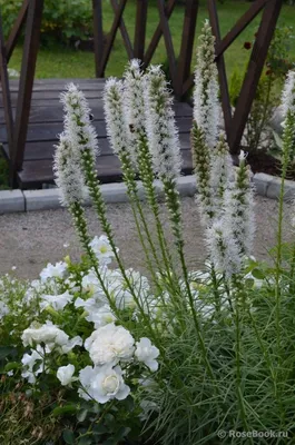 высокие лилаковые цветы в саду. лиатрис шпиката Стоковое Изображение -  изображение насчитывающей душисто, средства: 229988025