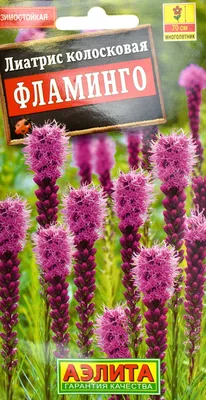 пурпурный цветок лиатрис Спиката в саду. декоративный цветок для  ландшафтного дизайна и садоводства. растение. Стоковое Изображение -  изображение насчитывающей промахов, цветасто: 255625307