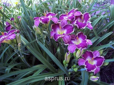 5 интересных лилейников от владелицы 80 сортов | В цветнике (Огород.ru)