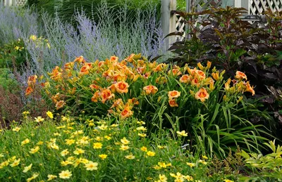 Лилейники в моем саду | Гортензии, хвойные, 🌷любимый сад | Дзен