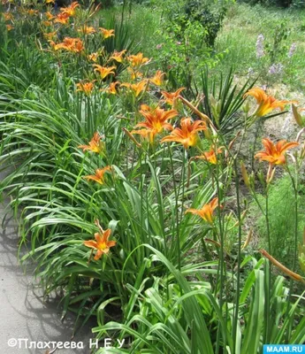 В Брянске в ботаническом саду цветут лилейники | РИА «Стрела»