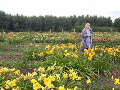 Первый пошёл!🤗 Самый ранний лилейник в моём саду! #безфильтров  #любимыецветы #лилейники #сад #дача #тарусскийрайон #красивыецветы #чтоп… |  Лилейник, Сад, Лилейники