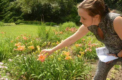 ФОТО: в саду под Талси цветут тысячи лилейников / Статья