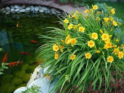 Лилейники в саду | Пикабу