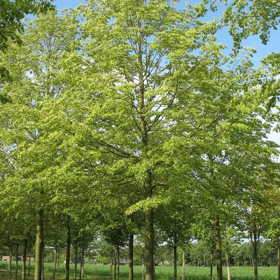 Липа мелколистная (Tilia cordata) - Лиственные растения весна 2024 года -  купить лиственные растения спирея, кизильник, барбарис, лапчатка.