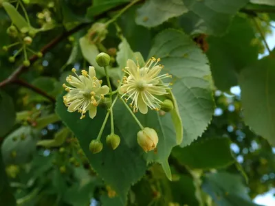 Семена Липа крупнолистная (Tilia platyphyllos), 20 штук | AliExpress