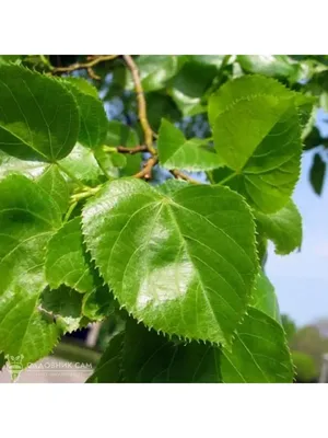 Семена липы крупнолистной (широколистной) / Tilia platyphyllos, ТМ OGOROD -  5 семян купить недорого в интернет-магазине семян OGOROD.ua