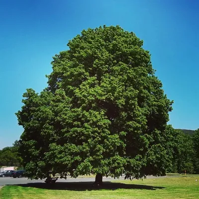 Липа амурская (Tilia amurensis) саженцы 15-20 см, горшок 0,5л., цена в  Новосибирске от компании Кирсанов Сергей Сергеевич