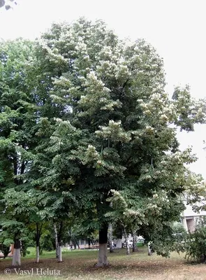 Липа мелколистная (Tilia cordata) (семена 5 шт) (ID#910114565), цена: 15 ₴,  купить на Prom.ua