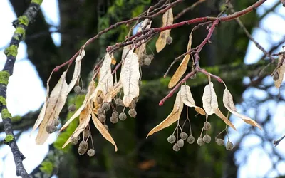 Семена липа Мелколистная Сердцевидная (Tilia cordata) — купить в  Красноярске. Декоративные кустарники и деревья на интернет-аукционе Au.ru