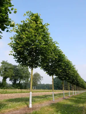 Липа европейськая «Паллида» (код: Tilia europae Pallida)