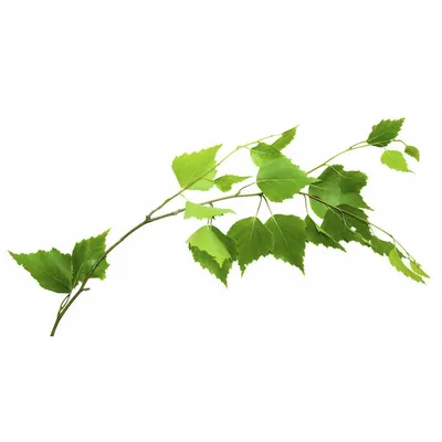 Листья березы стоковое фото. изображение насчитывающей среда - 15617334