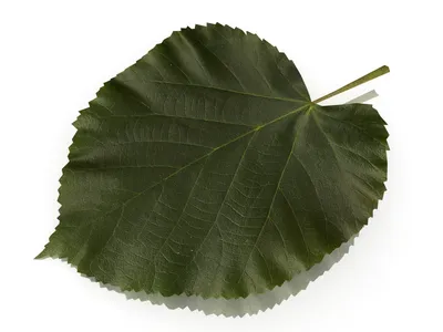 Листья березы осени стоковое изображение. изображение насчитывающей листья  - 38328485