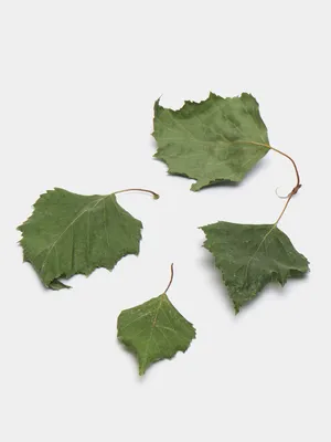 Молодые листья березы (54 фото) - 54 фото
