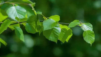 Зеленые листья березы на белом :: Стоковая фотография :: Pixel-Shot Studio