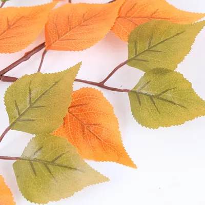 Ржавчина листьев березы | BOTSAD.BY