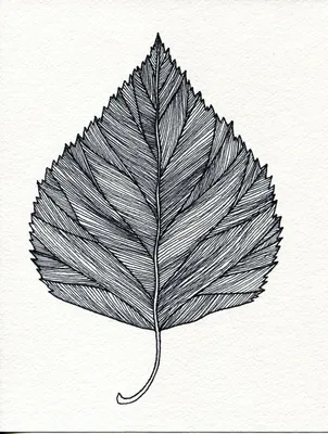 Листья березы | Пикабу