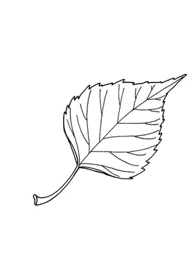Листья березы. стоковое изображение. изображение насчитывающей чисто -  14296339