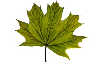 Кленовый Лист Клен Зеленый - Бесплатное изображение на Pixabay - Pixabay