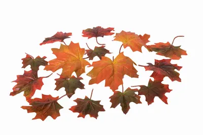 Замерзшие листья клена. Осенний фон Stock Photo | Adobe Stock