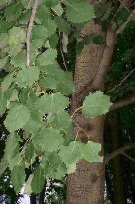 Тополь пирамидальный (Populus pyramidalis)купить в питомнике Зеленый  Максимум