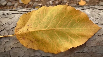 Тополь бальзамический, Рopulus balsamifera