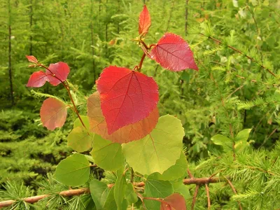 Populus x canadensis Moench, Тополь канадский (Полезные растения) -  Pl@ntNet identify