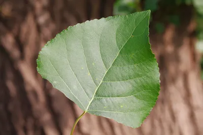 Зеленые листья тополя стоковое изображение. изображение насчитывающей весна  - 92061901