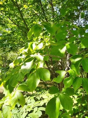 Populus tremula (Осина обыкновенная; Тополь дрожащий) | Листья, Ландшафтный  дизайн, Осина