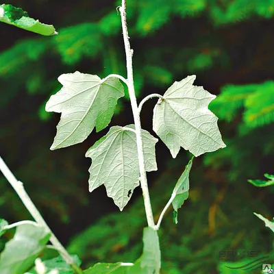 Yellow leaf poplar, leaf fall, leaves, Желтый, лист, тополь, листопад,  листва Stock Photo - Alamy