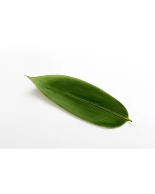 Листья бамбука фото фото