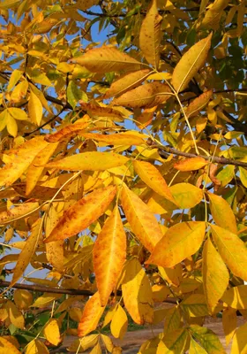 Листья ясеня осенью фото фото