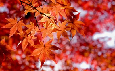 Листья клена осенью фото фото