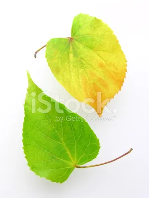 Листья липы фото фото