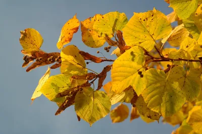 Листья липы осенью фото фото