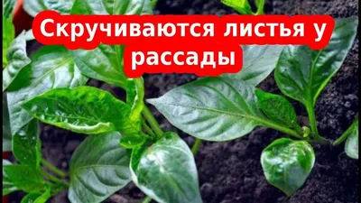 Почему листья огурцов закручиваются вниз - Женский клуб: Овощные секреты на  welcomevolunteer.ru