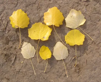 Листья тополя осенью фото фото