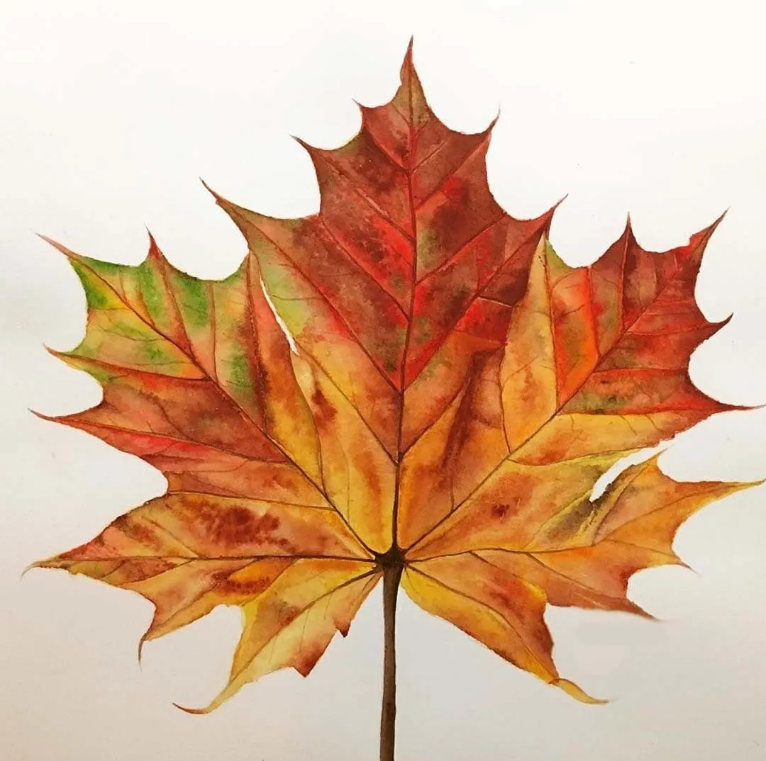 Клен картинки листьев. Осенний кленовый лист. Кленовый лист 20х20. Нарисовать кленовый лист. Рисунки кленовых листьев.