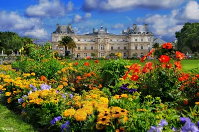 Люксембургский Сад В Париже — стоковые фотографии и другие картинки Сенат -  Сенат, Люксембургский квартал, Франция - iStock