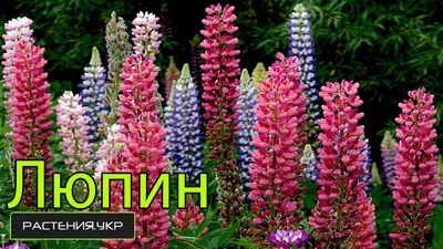 Купить Люпин Чанделир Lupinus Chandelier - в питомнике Флорини