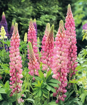 Люпин многолистный ( Lupinus polyphyllus ) - «Люпины словно созданы для  самых лучших фотосессий, они яркие, разнообразные и очень красивые. Но не  удивляйтесь, если через несколько лет вы увидите их несколько другого