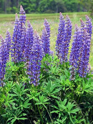 Люпин Хартвега - однолетний - 133 семян - Lupinus hartwegii - семена –  Garden Seeds Market | Бесплатная доставка