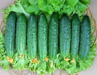 Лучшие сорта огурцов для засолки и салатов – популярные сорта и гибриды  огурцов