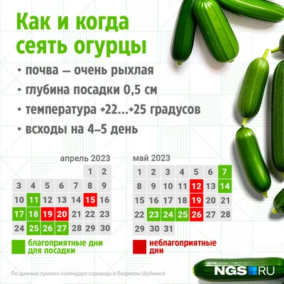 Огурцы ПОИСК Агрохолдинг ogur8 - купить по выгодным ценам в  интернет-магазине OZON (232755992)