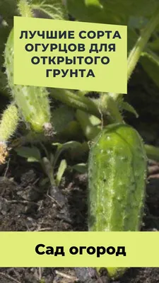 https://www.hibiny.ru/murmanskaya-oblast/news/item-gotovte-meshki-dlya-sbora-ogurcov-na-iyun-sadovody-so-stajem-pokupayut-eti-sorta-uje-seychas-fantasticheskaya-urojaynost-316353/