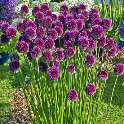 Лук декоративный шароголовый - Лук - GardenPlants