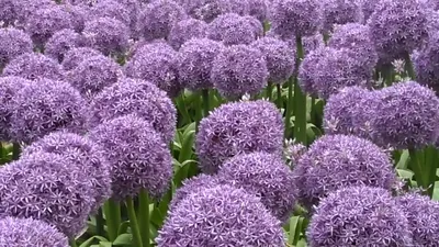 Купите Allium Giganteum (Лук декоративный Гигантеум) 🌹 из питомника Долина  роз с доставкой!